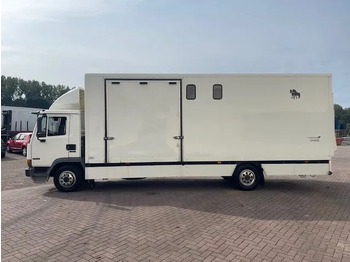 Pferdetransporter DAF LF 45.130 CLEAN HORSES NL-TRUCK: das Bild 4