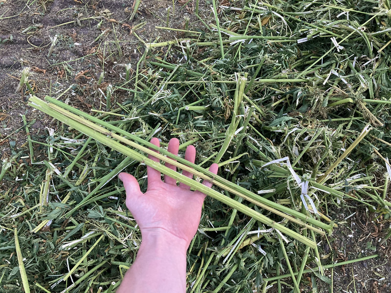 New Holland FR9060 for hemp harvest hemp harvester - Feldhäcksler: das Bild 5 New Holland FR9060 for hemp harvest hemp harvester - Feldhäcksler: das Bild 5