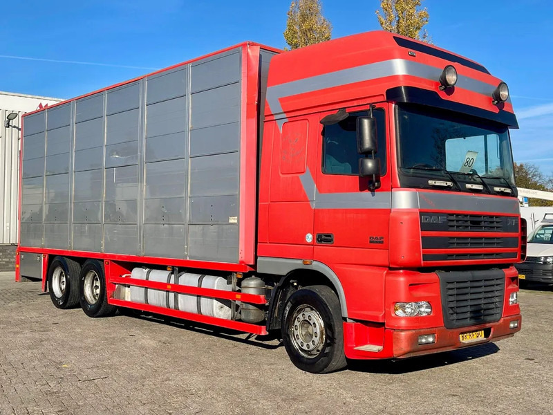 DAF XF 95.430 BERDEX 3 decks. Water, fans, Scales! Excellent condition. - Tiertransporter LKW: das Bild 5 DAF XF 95.430 BERDEX 3 decks. Water, fans, Scales! Excellent condition. - Tiertransporter LKW: das Bild 5