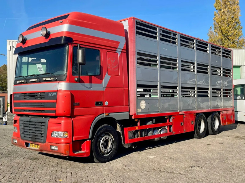 DAF XF 95.430 BERDEX 3 decks. Water, fans, Scales! Excellent condition. - Tiertransporter LKW: das Bild 2 DAF XF 95.430 BERDEX 3 decks. Water, fans, Scales! Excellent condition. - Tiertransporter LKW: das Bild 2