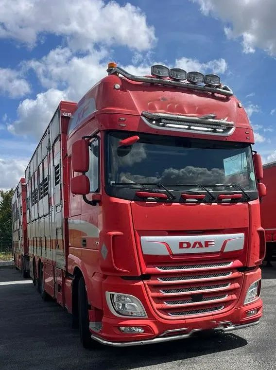 DAF XF 530 + Przyczepa Pezzaoli - 3X Trzoda, 2 X Bydło I 3 poziomy I Podnoszony dach I Hydroburta I Osie Skrętne I Poidła I Wentylatory I Pilot Manualny | - Tiertransporter LKW: das Bild 1 DAF XF 530 + Przyczepa Pezzaoli - 3X Trzoda, 2 X Bydło I 3 poziomy I Podnoszony dach I Hydroburta I Osie Skrętne I Poidła I Wentylatory I Pilot Manualny | - Tiertransporter LKW: das Bild 1