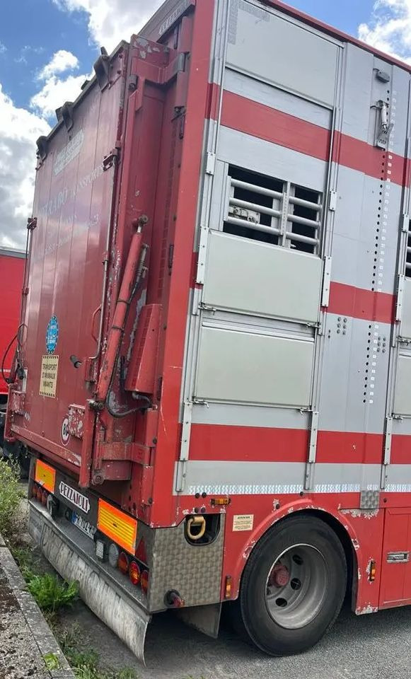 DAF XF 530 + Przyczepa Pezzaoli - 3X Trzoda, 2 X Bydło I 3 poziomy I Podnoszony dach I Hydroburta I Osie Skrętne I Poidła I Wentylatory I Pilot Manualny | - Tiertransporter LKW: das Bild 5 DAF XF 530 + Przyczepa Pezzaoli - 3X Trzoda, 2 X Bydło I 3 poziomy I Podnoszony dach I Hydroburta I Osie Skrętne I Poidła I Wentylatory I Pilot Manualny | - Tiertransporter LKW: das Bild 5