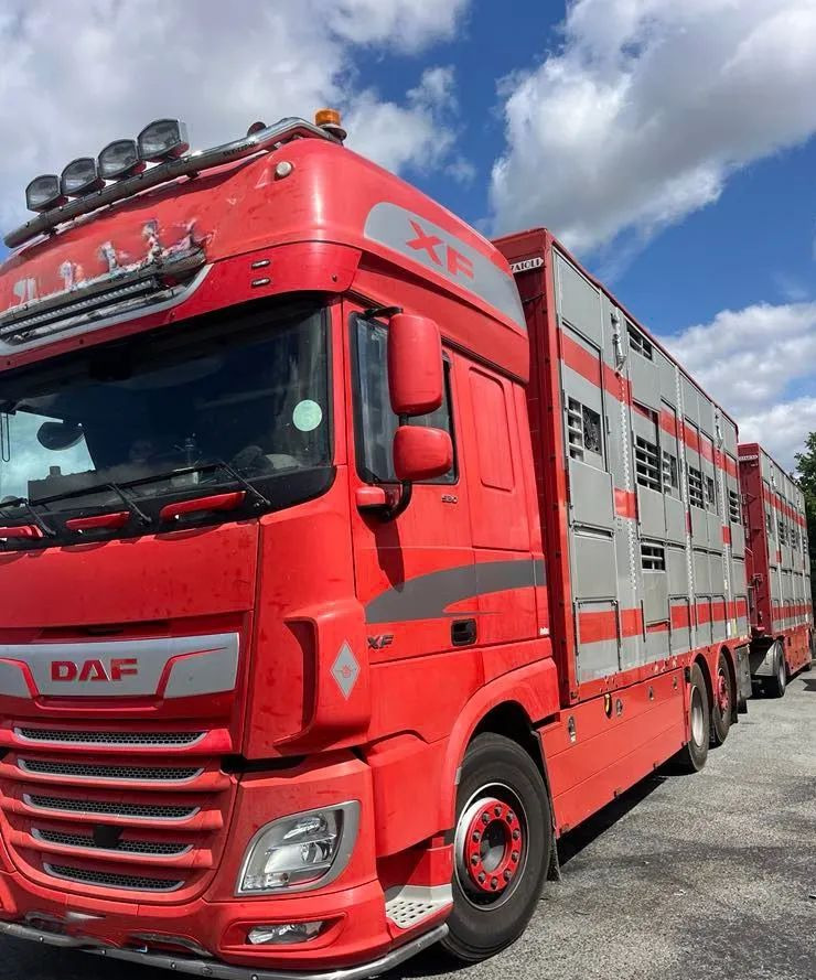 DAF XF 530 + Przyczepa Pezzaoli - 3X Trzoda, 2 X Bydło I 3 poziomy I Podnoszony dach I Hydroburta I Osie Skrętne I Poidła I Wentylatory I Pilot Manualny | - Tiertransporter LKW: das Bild 2 DAF XF 530 + Przyczepa Pezzaoli - 3X Trzoda, 2 X Bydło I 3 poziomy I Podnoszony dach I Hydroburta I Osie Skrętne I Poidła I Wentylatory I Pilot Manualny | - Tiertransporter LKW: das Bild 2