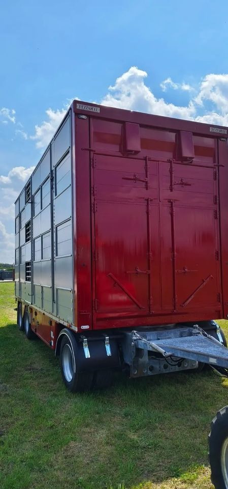 Tiertransporter Anhänger Pezzaioli RBA 32/TRZYOSIOWA PRZYCZEPA-2XBYDŁO,3X TRZODA/HYDRAULICZNIE PODNOSZONY DACH I PODŁOGI / OŚ ŚRODKOWA PODNOSZONA: das Bild 7