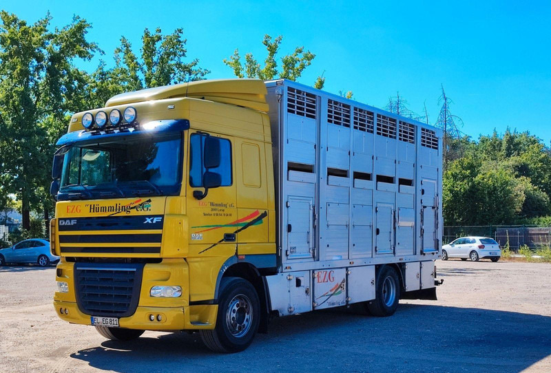 DAF XF410 Menke Doppelstock - Tiertransporter LKW: das Bild 1 DAF XF410 Menke Doppelstock - Tiertransporter LKW: das Bild 1